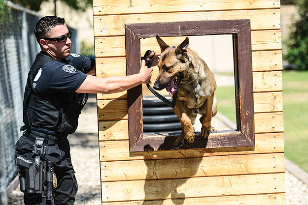 Palm springs 2024 dog training