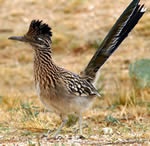 Roadrunner