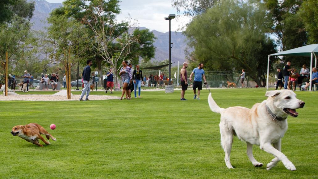 Palm Springs Dog park picture of 2 dogs running