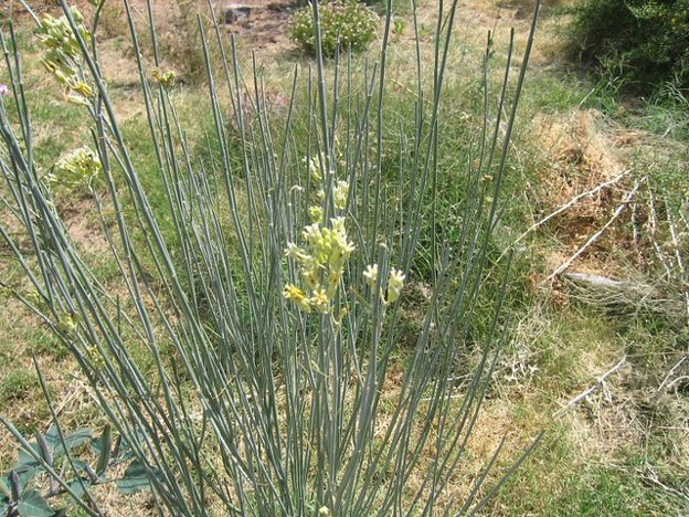 Deser Milkweed