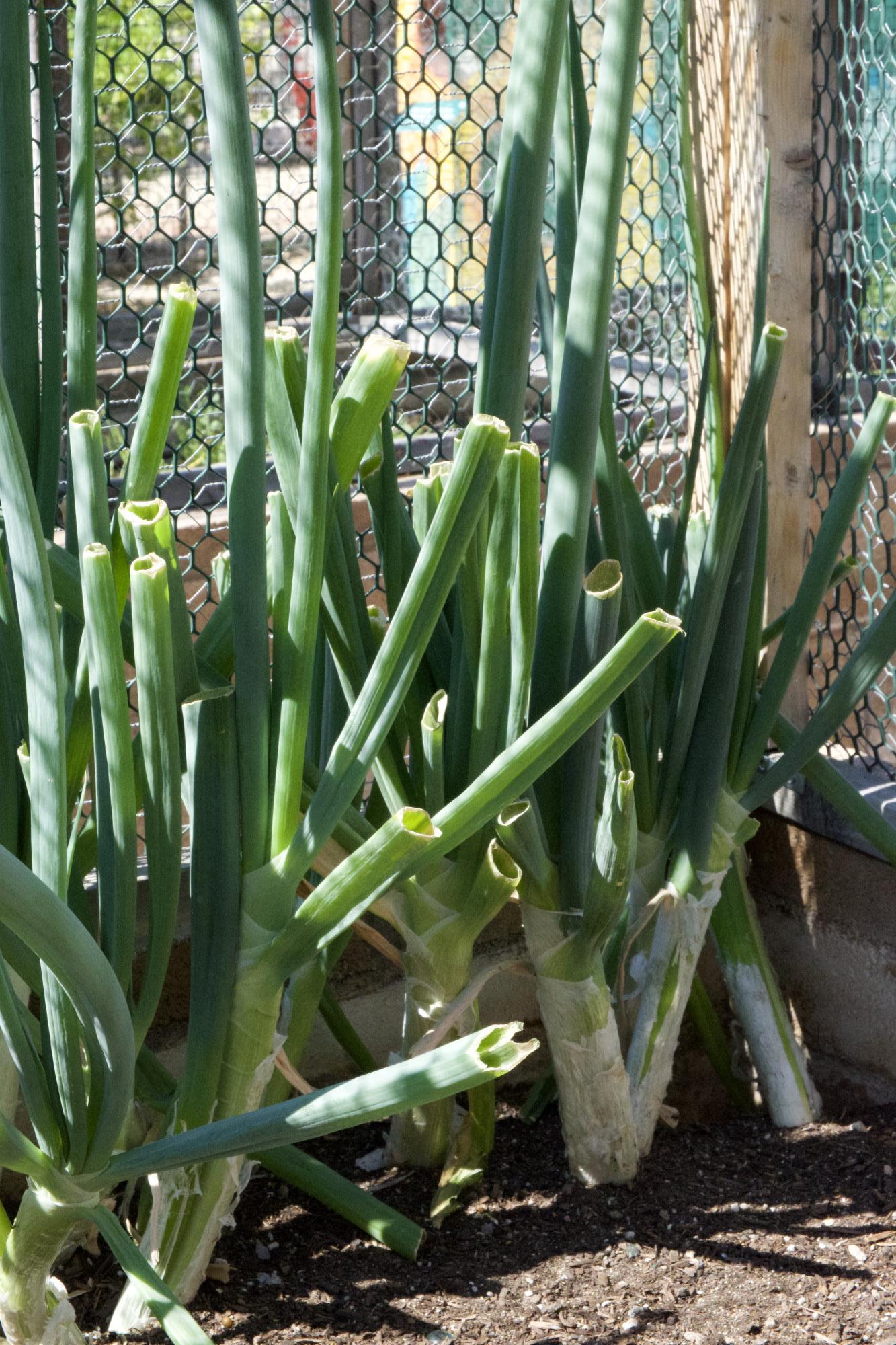 Green Onion close up