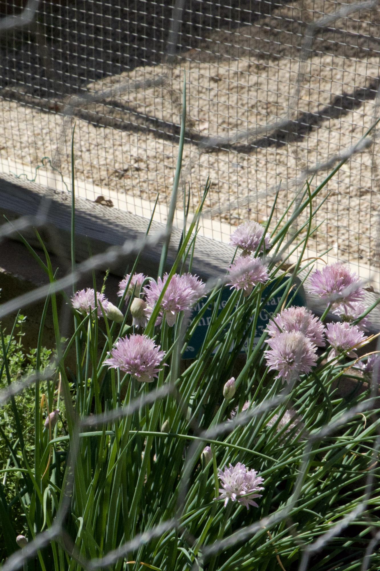 Chives with Flower