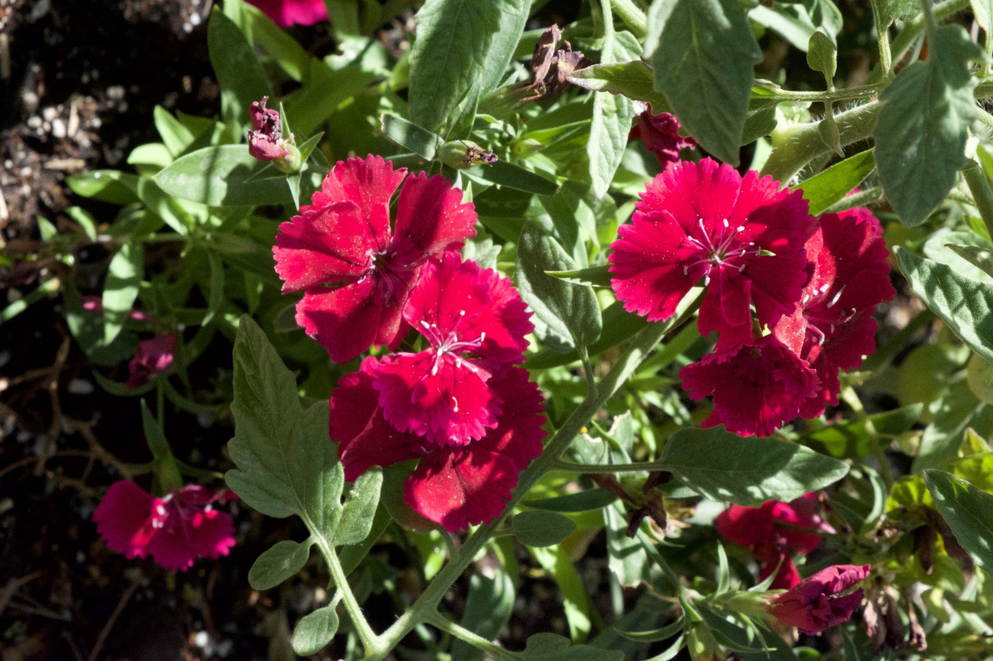 Dark Pink Flower