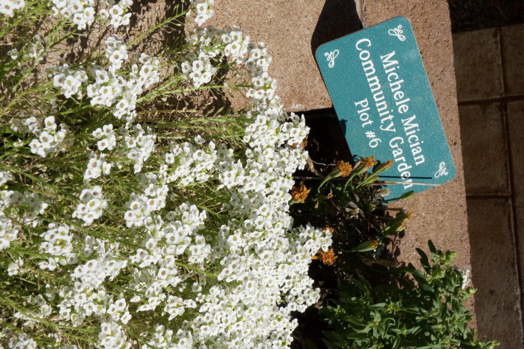 White flowers