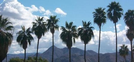 City Hall Palm Trees View